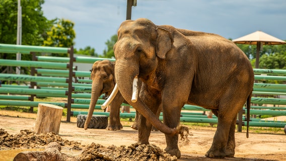 Tulsa Zoo gives update on new elephants Billy and Tina