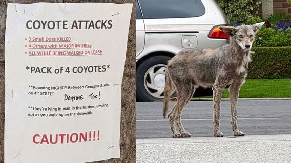 Coyote encounters increasing in Santa Monica