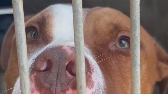 Poochie the pit bull taken off euthanasia list after last minute adoption