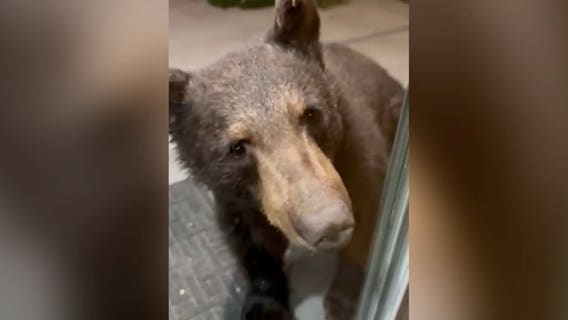 CAUGHT ON CAMERA: Bear roams Glendale backyard