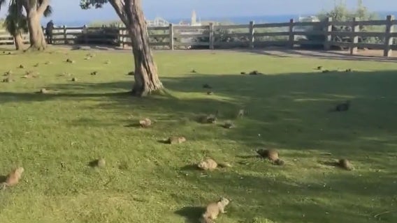 Santa Monica park overrun with squirrels