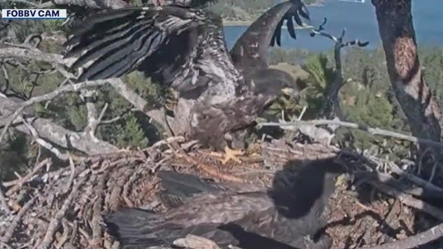 Big bear bald eagles live cam: Eaglets Sunny and Gizmo prepare to leave nest