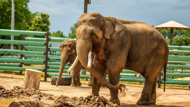 Tulsa Zoo gives update on new elephants Billy and Tina