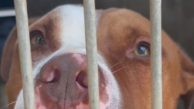 Poochie the pit bull taken off euthanasia list after last minute adoption