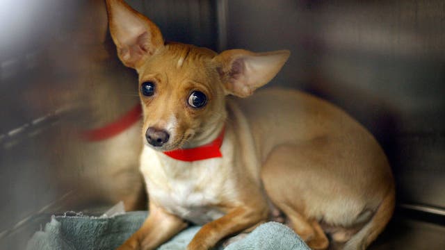 Riverside County animal shelters surpass 220% capacity ahead of peak intake season