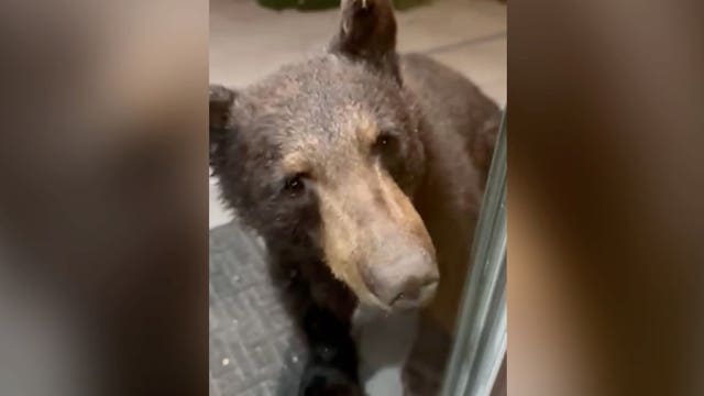 CAUGHT ON CAMERA: Bear roams Glendale backyard