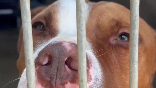 Dog put up for adoption 5 times set to be euthanized due to overcrowding at LA shelters