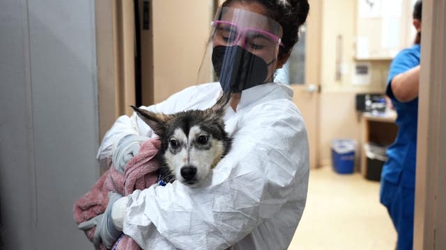 Dogs, puppies rescued from San Diego plane crash zone