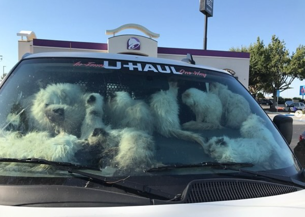 Over 130 cats found in U-Haul van in disturbing California animal cruelty case