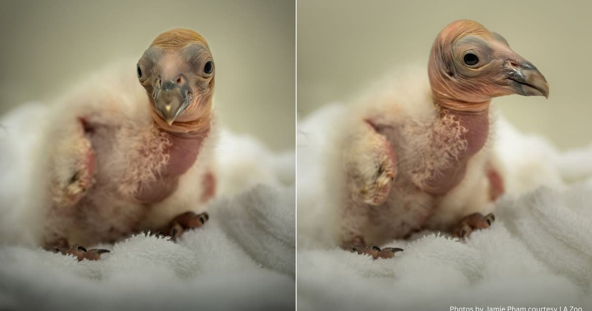 LA Zoo welcomes 10 new California condor chicks | FOX 11 Los Angeles