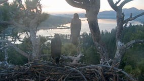 Big Bear bald eagle live cam: Sunny, 1st eaglet to take flight, reunites with Gizmo at the nest