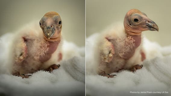 LA Zoo welcomes 10 new California condor chicks