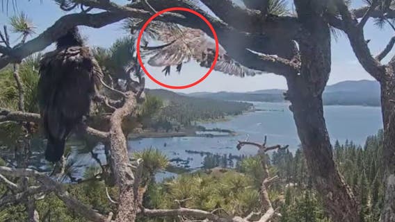 One of Big Bear’s bald eaglets has officially left the nest