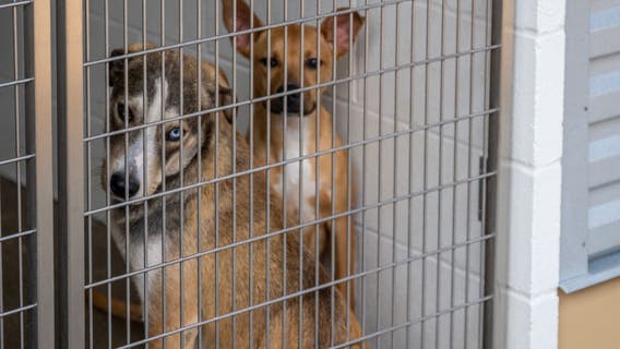 Irvine dog trainer, girlfriend arrested after 10 dogs died under their care, police say