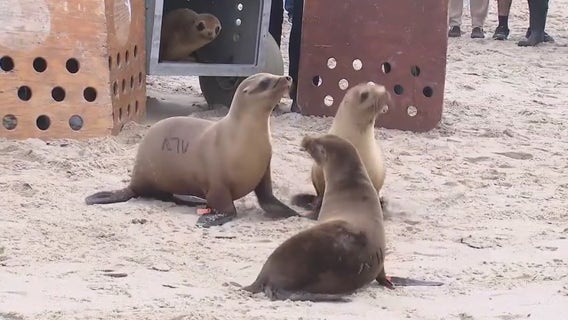 4 sea lion pups released off SoCal coast to mark end of toxic algae bloom