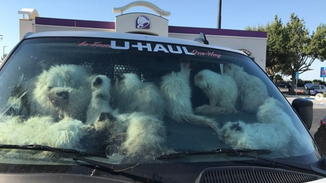 Over 130 cats found in U-Haul van in disturbing California animal cruelty case