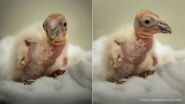 LA Zoo welcomes 10 new California condor chicks