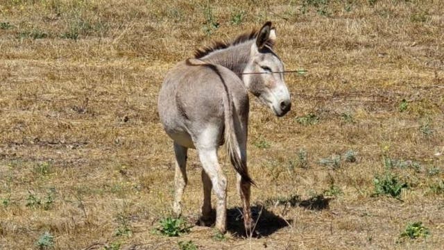 2 wild donkeys shot by arrows in Riverside County