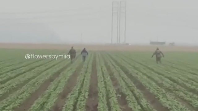 Trump pledges protection for farmworkers as raids hit SoCal fields