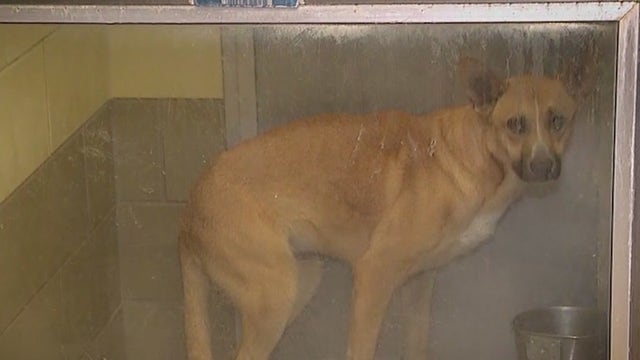 Riverside County shelters to waive adoption fees as part of statewide pet rescue push