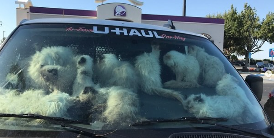 Over 130 cats found in U-Haul van in disturbing California animal cruelty case