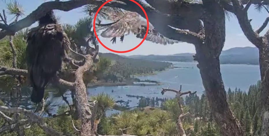 Big Bear bald eagle update: Sunny the eaglet takes 1st flight from nest