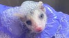 Cleo’s Critter Care facing demolition, pleads for help from public