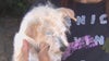 Warning issued in Venice after unexplained deaths of multiple dogs