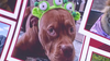 Heartbroken dog owners speak out after 11 dogs die in trainer’s care
