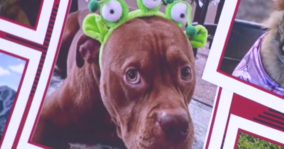 Heartbroken dog owners speak out after 11 dogs die in trainer’s care ...