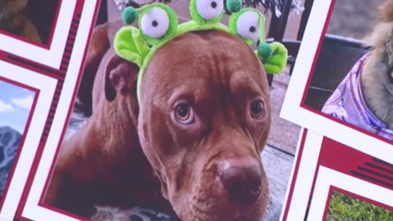 Heartbroken dog owners speak out after 11 dogs die in trainer’s care Heartbroken dog owners speak out after 11 dogs die in trainer’s care