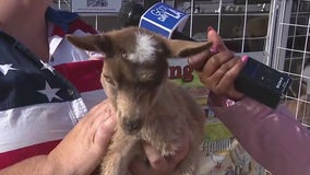 Ventura County Fair returns for summer fun