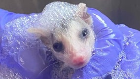 Cleo’s Critter Care facing demolition, pleads for help from public