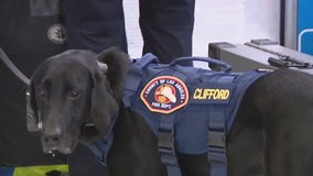 LA County Fire canine teams deployed to Texas to assist with search and rescue efforts