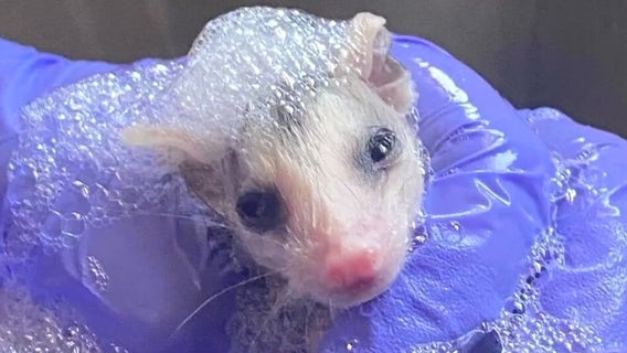 Cleo’s Critter Care facing demolition, pleads for help from public