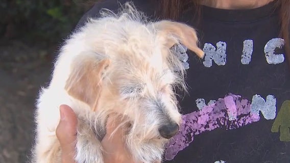 Warning issued in Venice after unexplained deaths of multiple dogs