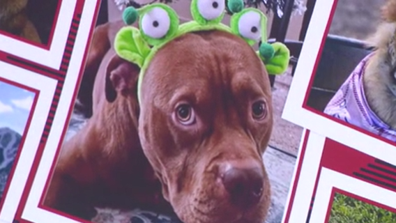 Heartbroken dog owners speak out after 11 dogs die in trainer’s care