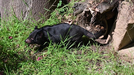 LA Zoo debuts Tasmanian devils for the first time in 5 years