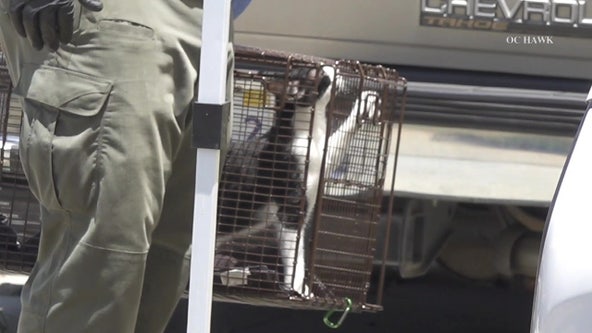 At least 120 cats recovered from Orange County home, show signs of contagious illness