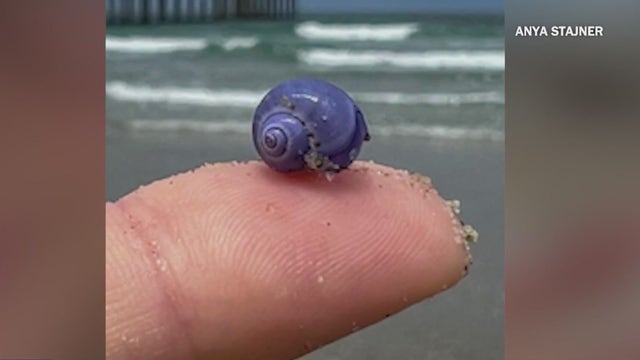 Rare purple sea snails wash ashore Southern California beaches