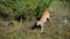 11-year-old girl attacked by mountain lion in Malibu