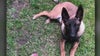 Family demanding answers after dog fatally shot by Santa Ana police