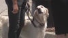 Algae toxins suspected in Venice Canals dog deaths: What to know