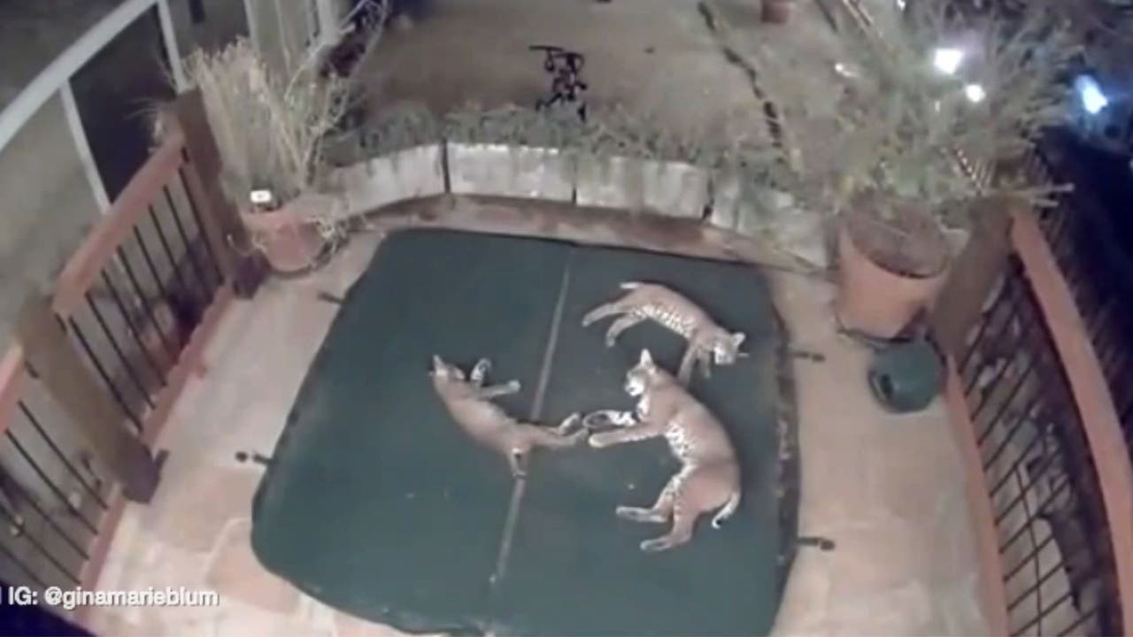 CAUGHT ON CAMERA : Mama bobcat, two kittens have sleepover in Saugus