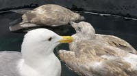 Mysterious illness plaguing Southern California seagulls