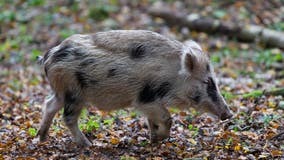 Wild pigs with blue meat found in California