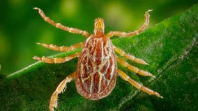 Flea-borne typhus outbreak reported in Long Beach