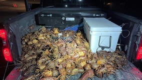 More than 200 lobsters seized in major poaching bust in San Pedro