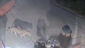 Man has close encounter with mountain lion in Malibu