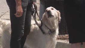 Algae toxins suspected in Venice Canals dog deaths: What to know